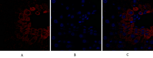 IF - Bad Polyclonal Antibody AP68618